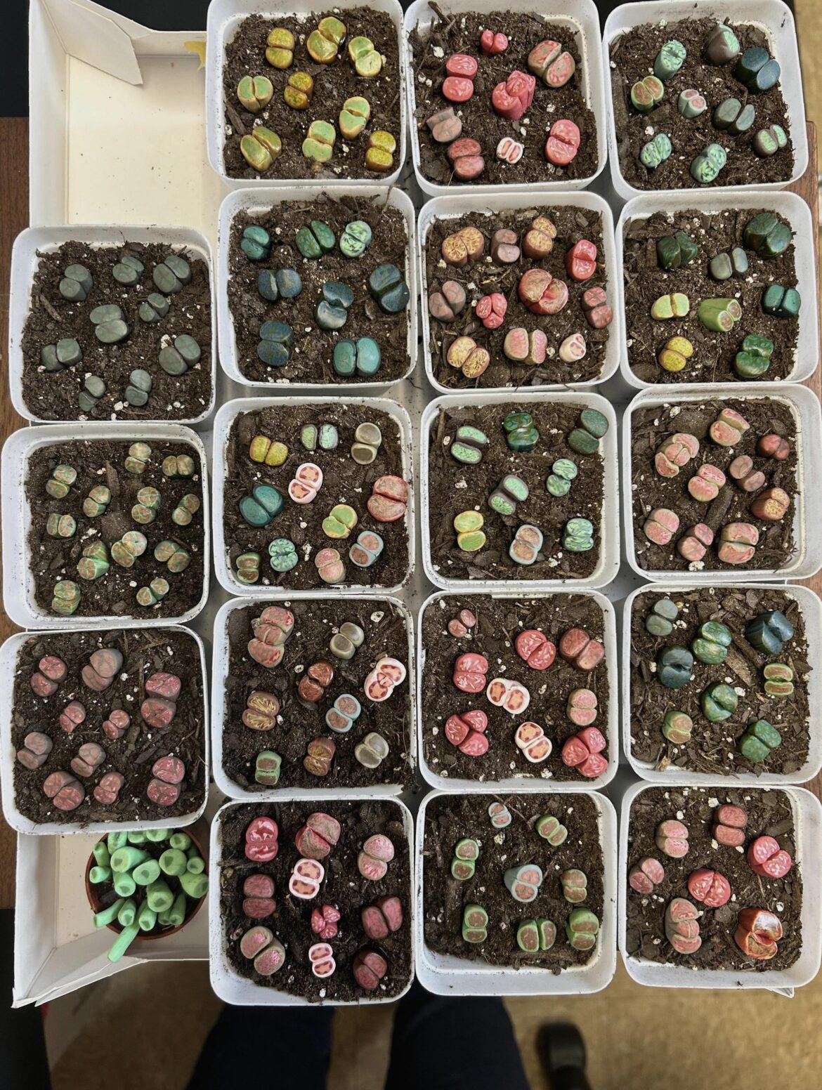 Update: Lithops April Fool’s Day Prank