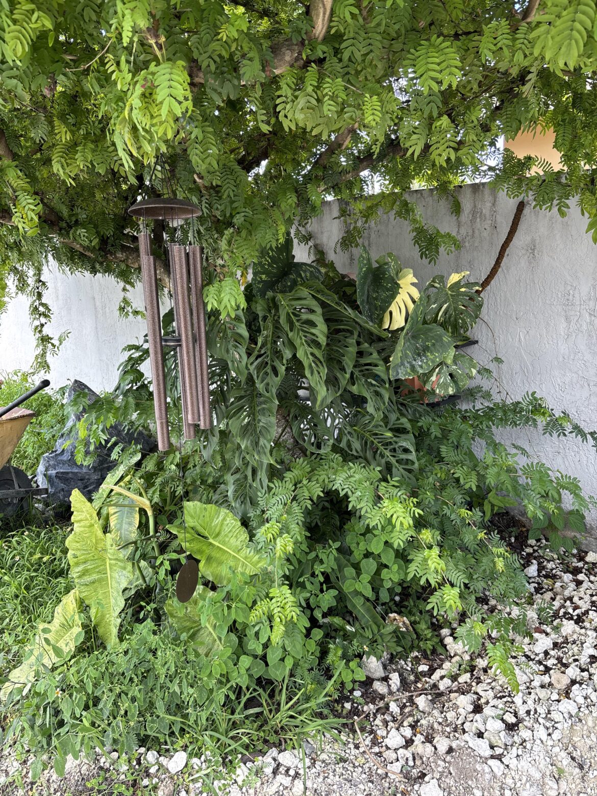 A few of mom's plants