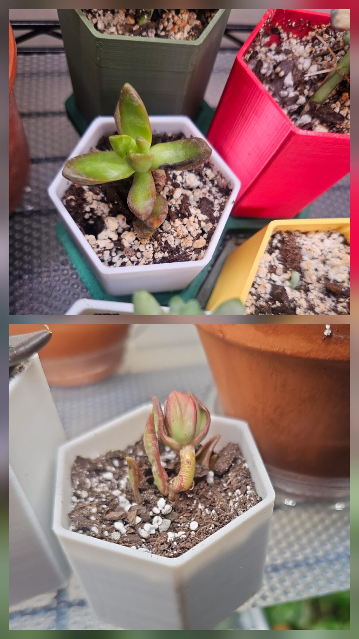 I have no idea what he is but look how far he's come in 3 weeks🥲