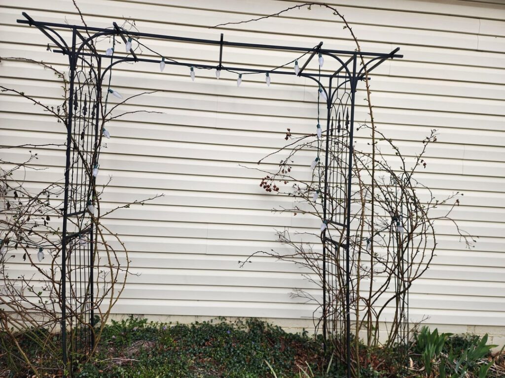 How to trim the roses? How to trim the roses?