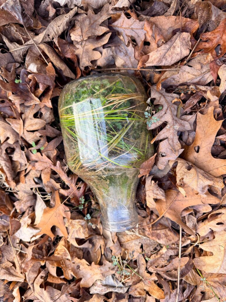 Found at creek behind my house