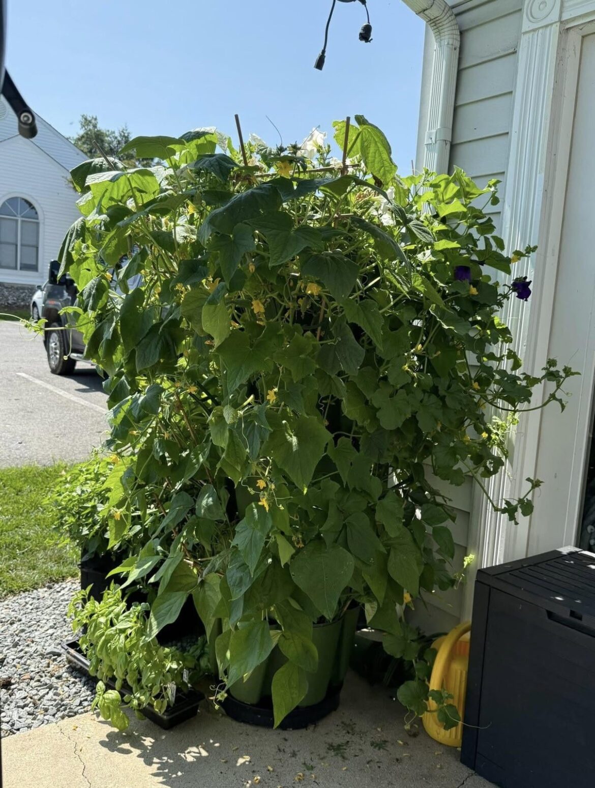 GreenStalk