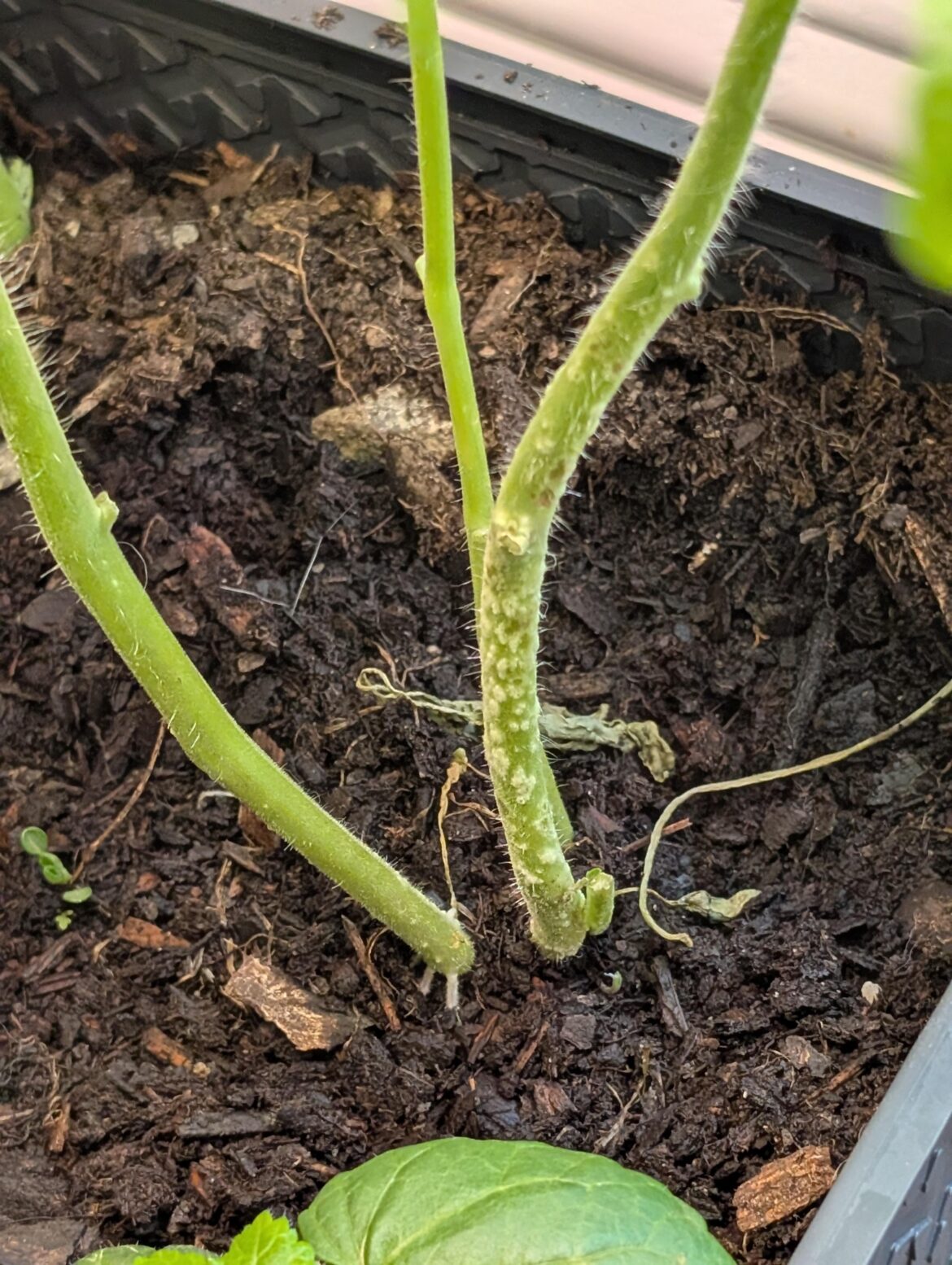Is this fungus? How to clean and kill them. White dots. Tomato plant.