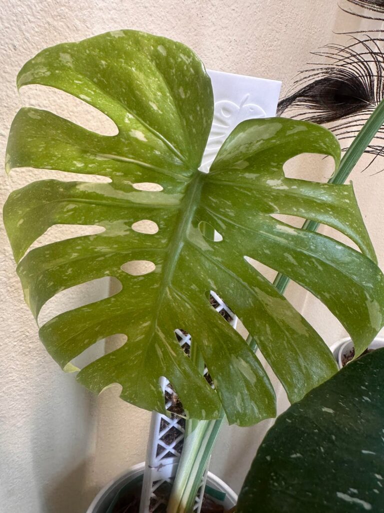 First double fenestrated leaf on my Thai con 🎉