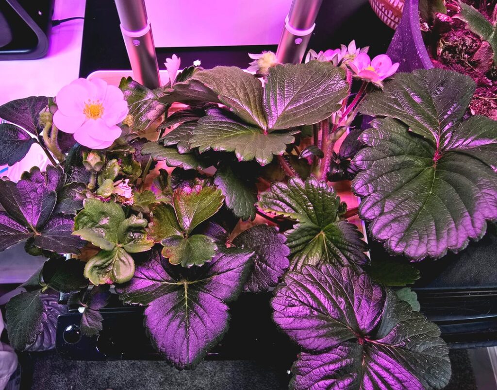 Strawberries are looking good 👌