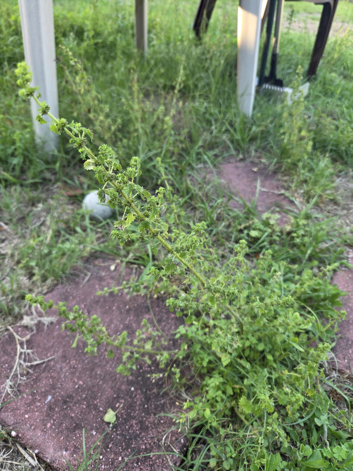 Got stung by this but have no clue what the heck it is
