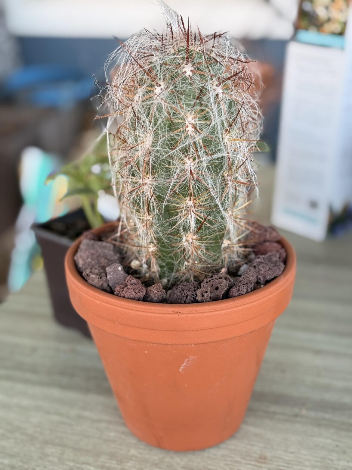 Oreocereus celsianus