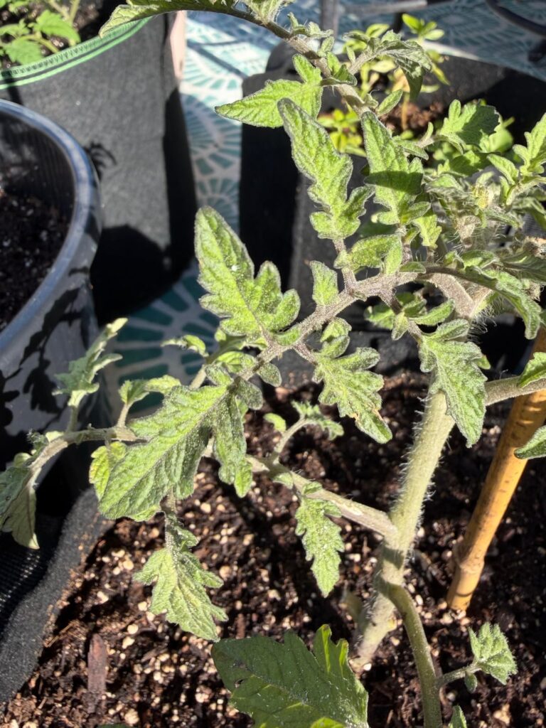 Tomato leaves turning dark