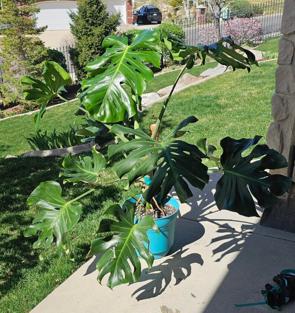 Repotted Big Bertha