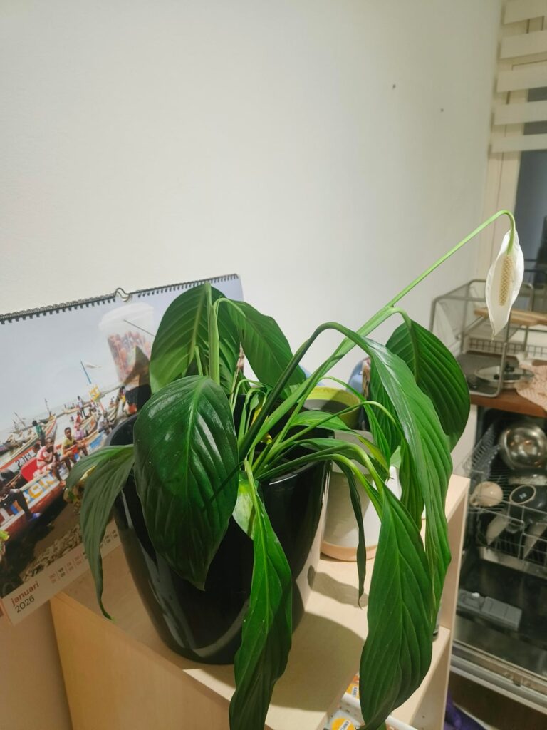 We are new to plants. Our Peace Lily is drooping like this after 1 month. What are we doing wrong?