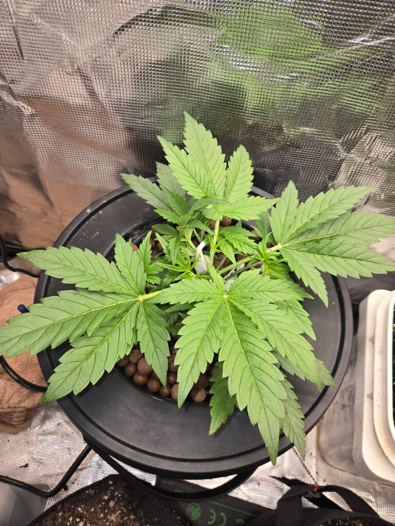 Is this good for 3.5 to 4 weeks