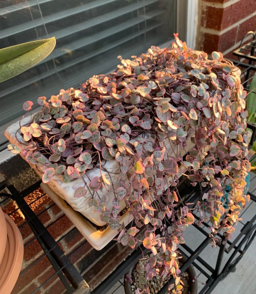 String of hearts