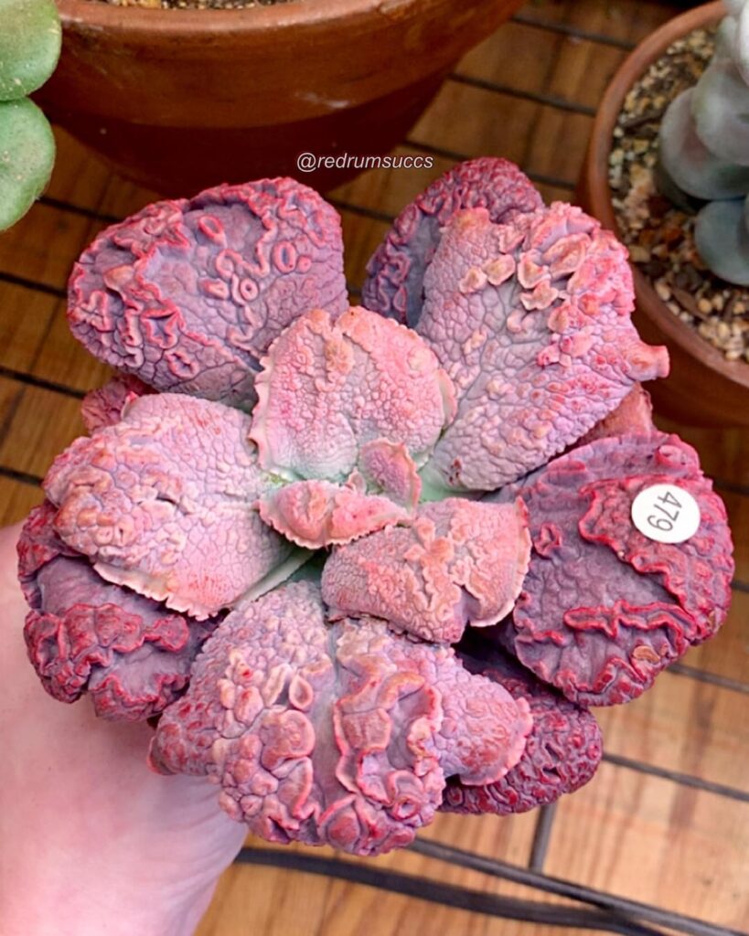 E. Linguas. Absolutely surreal IRL