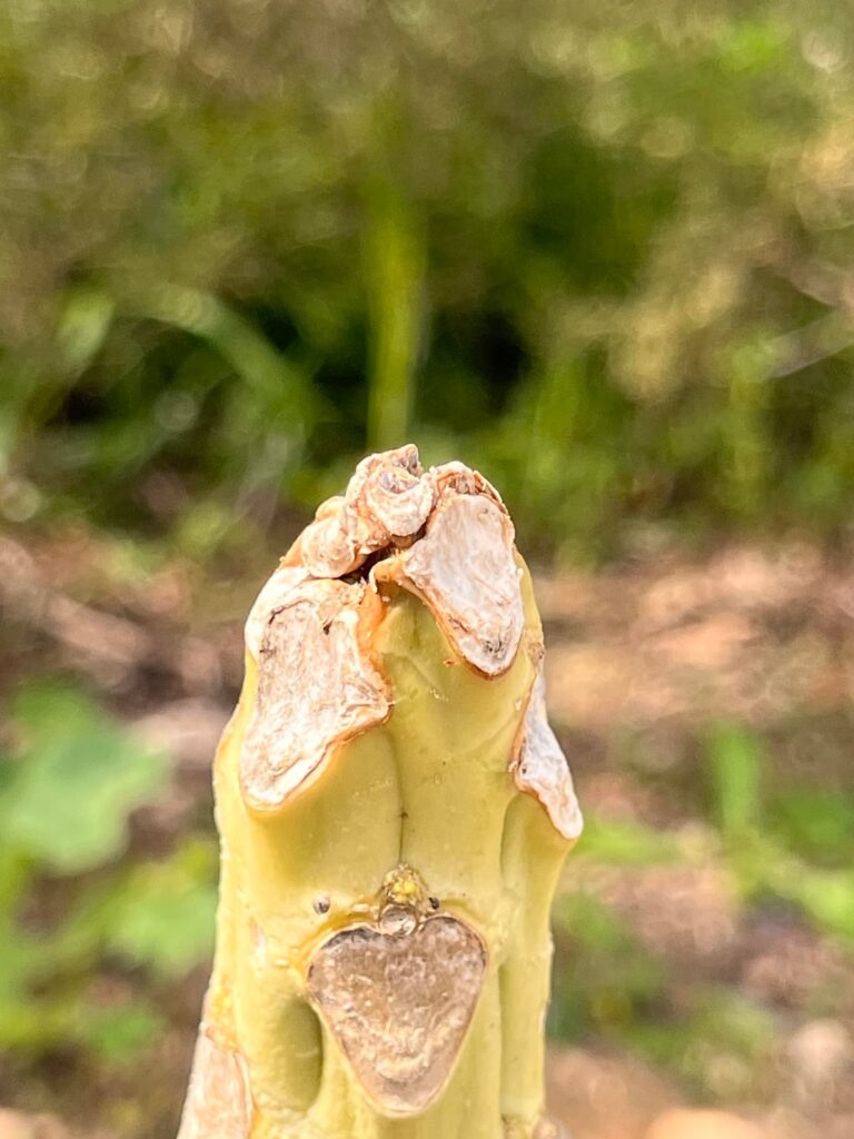 Is my papaya tree dead? Is my papaya tree dead?