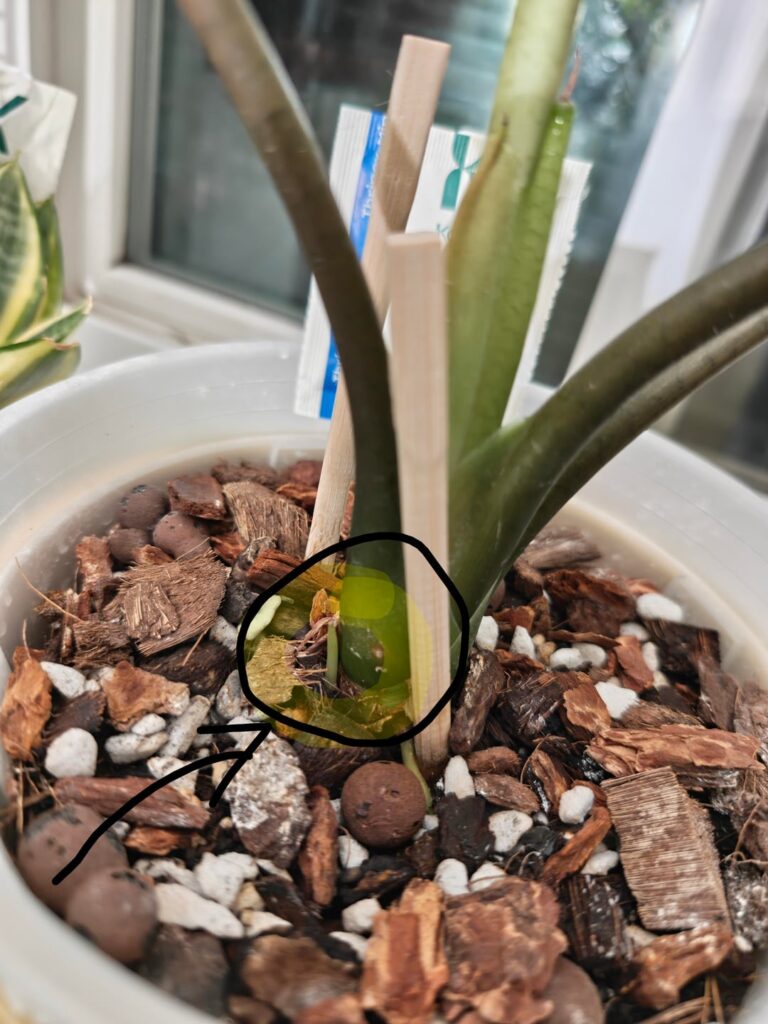 Did my elephant ear sprout a corm? Did my elephant ear sprout a corm?