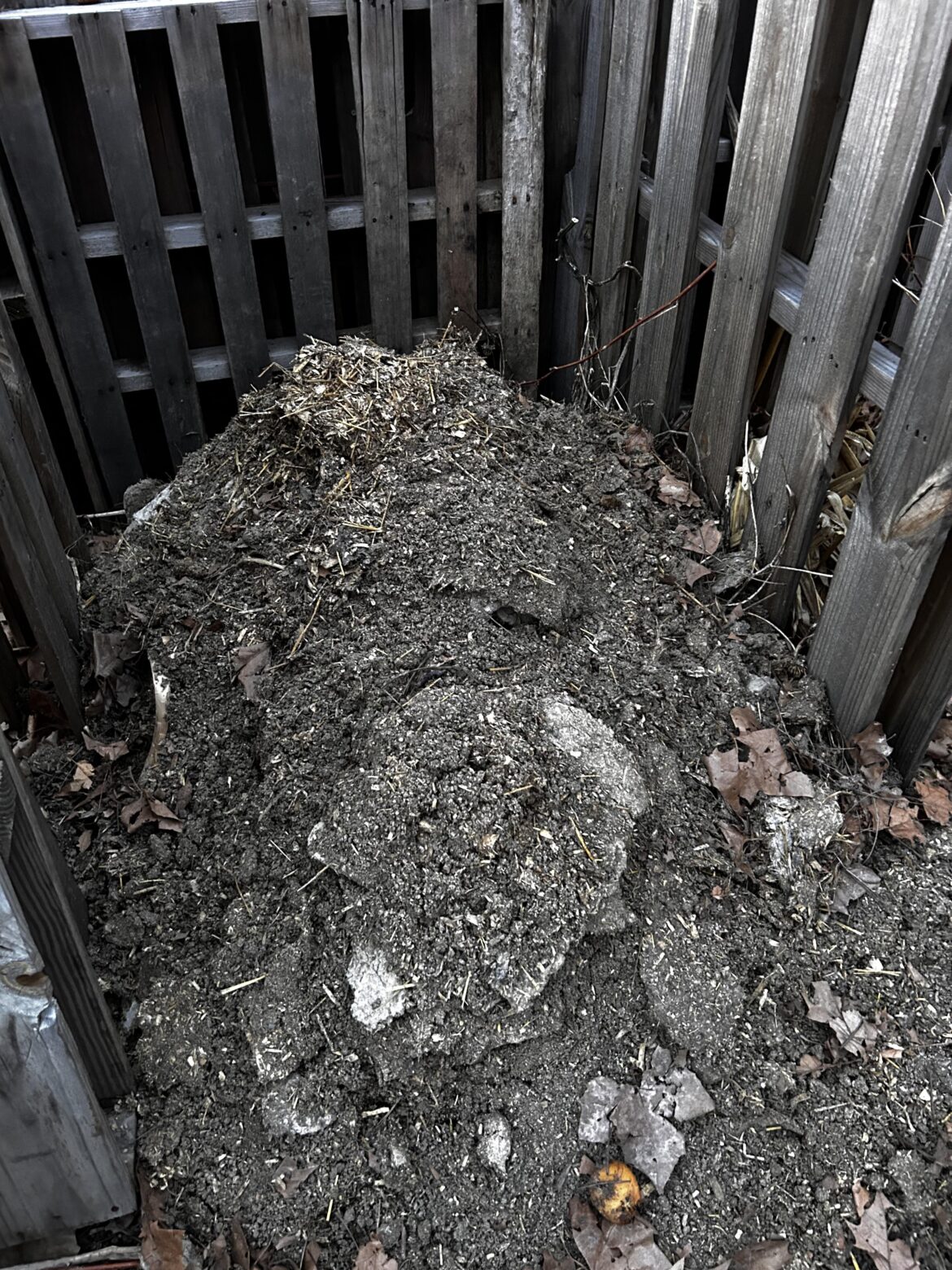 Chicken Manure