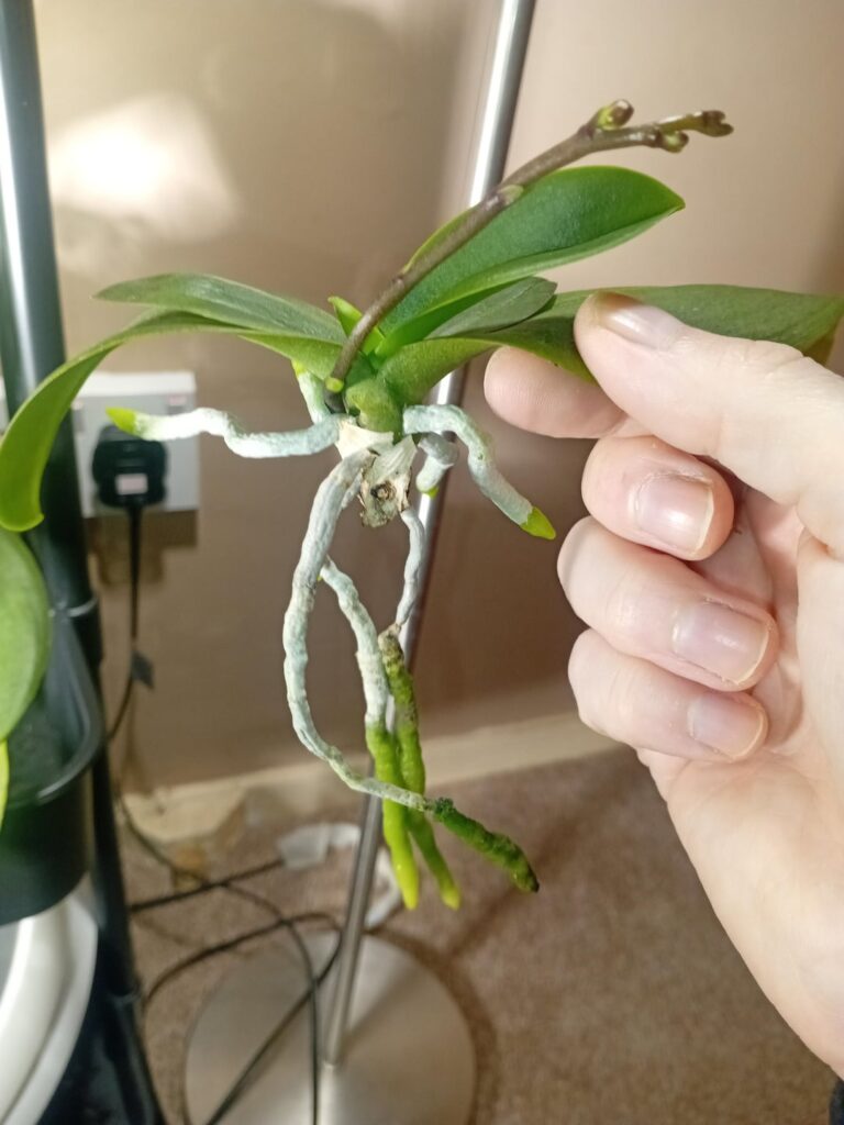 Rehabbing a 50pence orchid