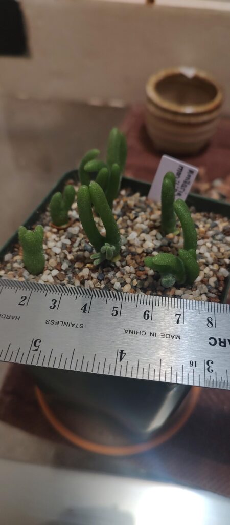 Explosion of M. moniliformis 💥 Explosion of M. moniliformis 💥
