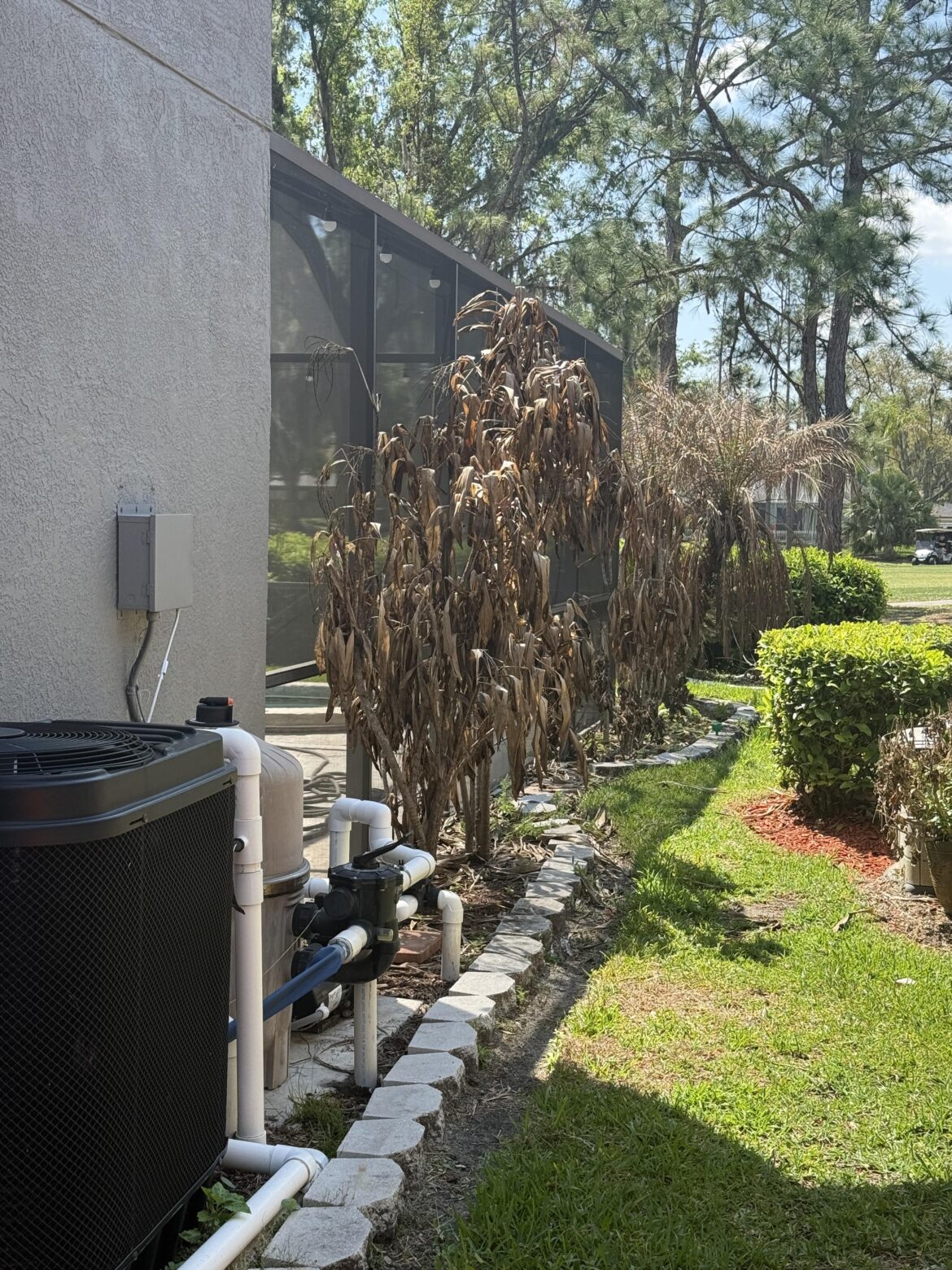What can i replace these with that’s Florida native? They didn’t survive the freeze