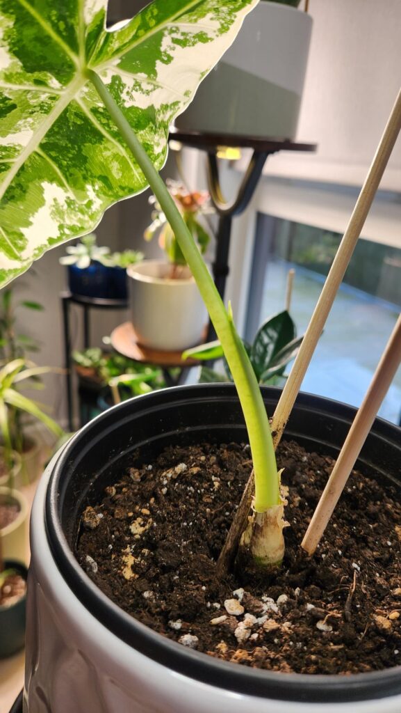 Is this morning wood