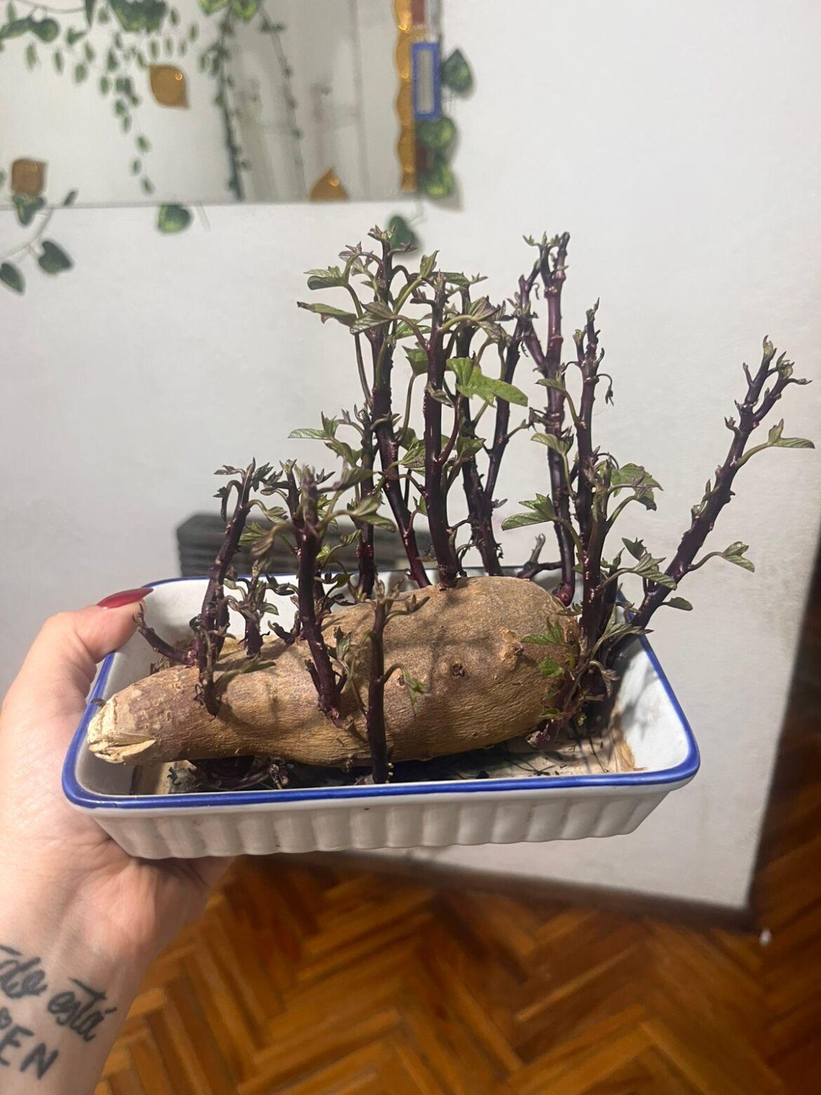 i started this sweet potato in water and it went wild... should i plant it on soil now or let it keep growing like this?