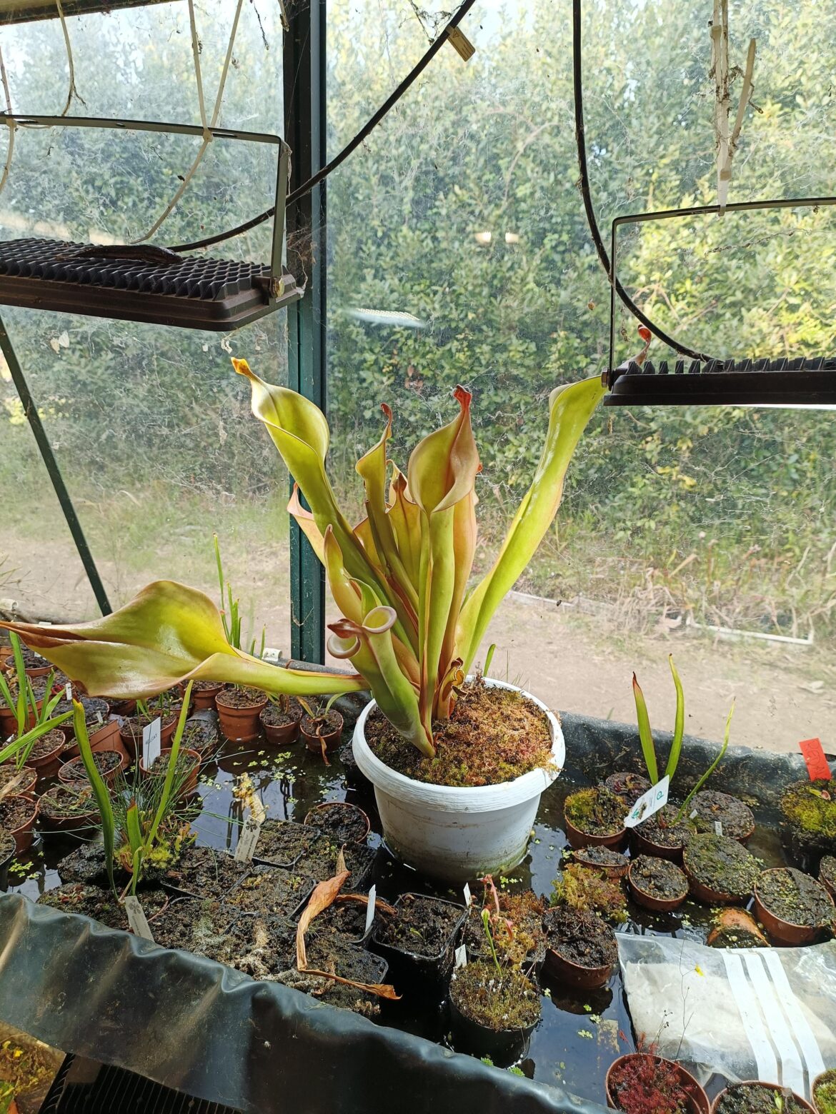 heliamphora di 10 anni (orto botanico tor vergata)