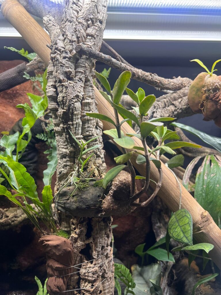 Hydnophytum formicarium