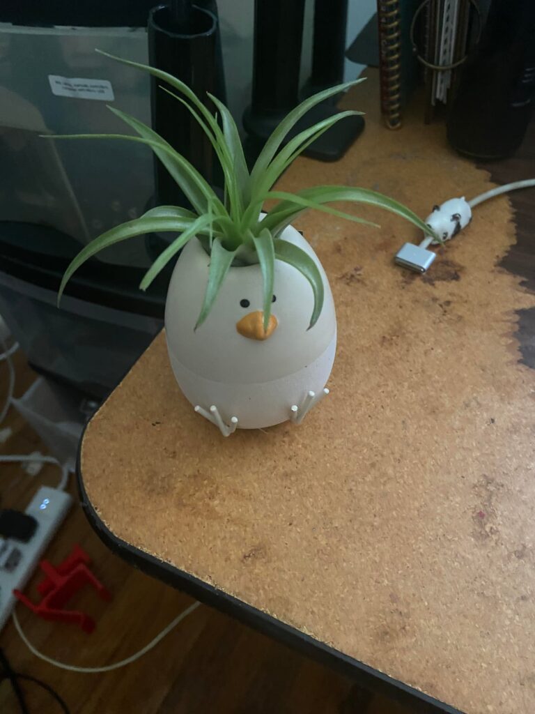 Can anyone help me identify exactly which air plant I have?