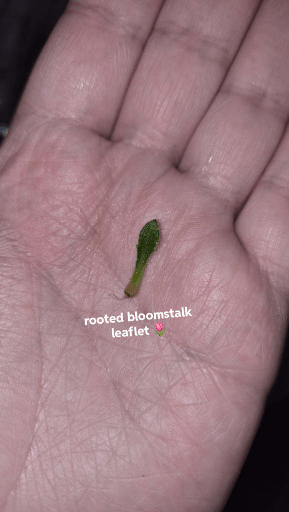 The smallest cuttings I’ve propagated 🤯 (my hand for scale) The smallest cuttings I've propagated 🤯 (my hand for scale)