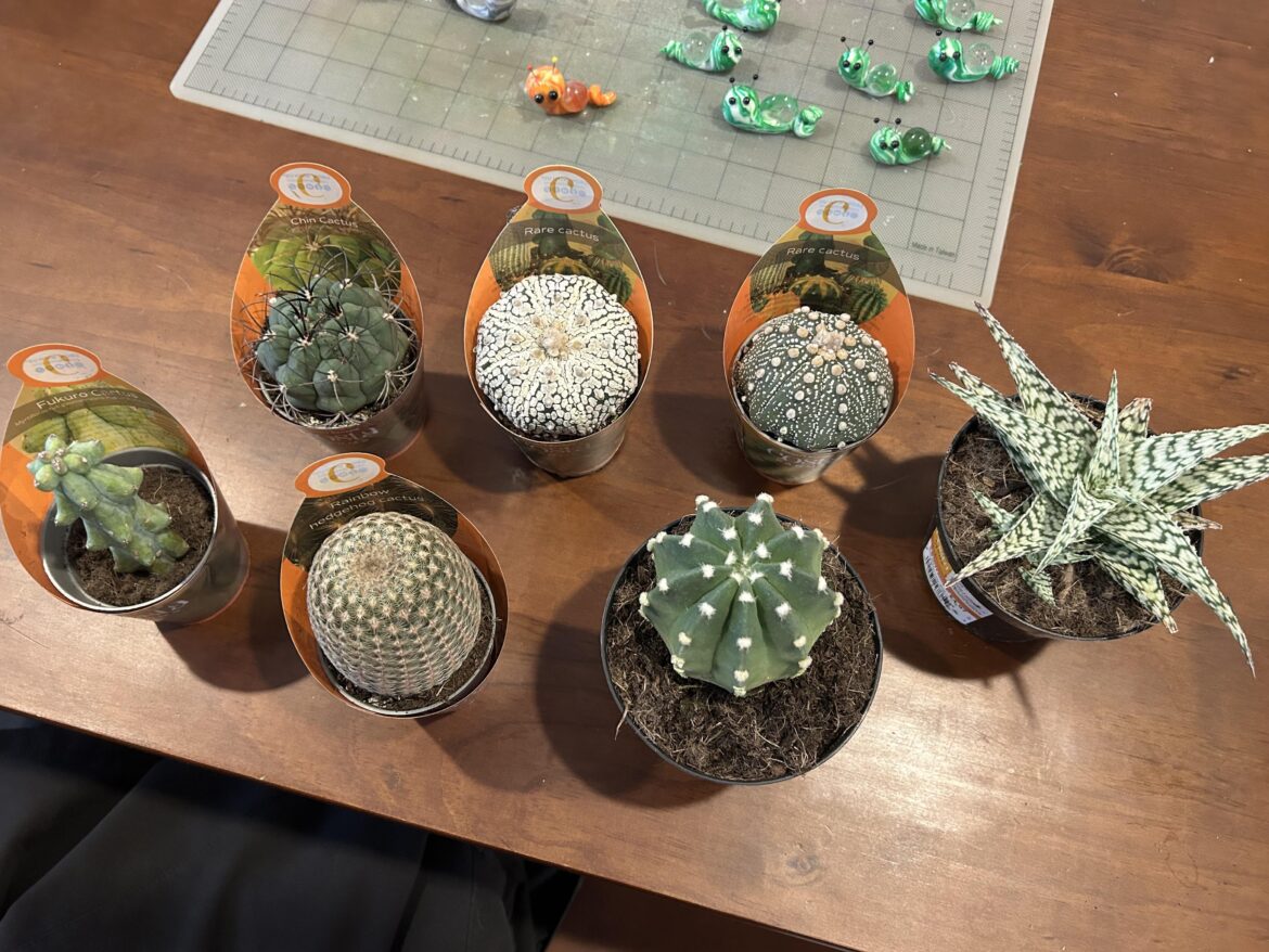 Finally! I got my cacti haul! Finally! I got my cacti haul!