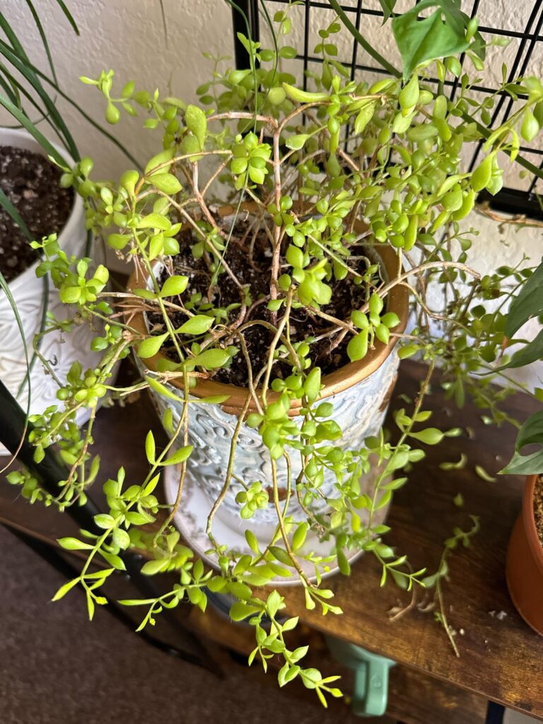 Help me identify this plant!