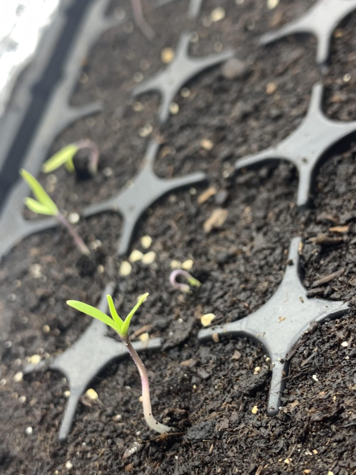 3 cotyledons on a tomato hybrid (Asvon F1, Kitano Seeds). How rare is this?