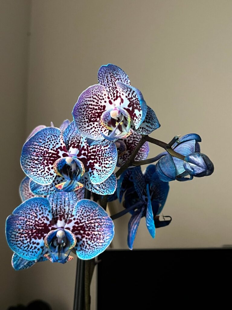 I’ve never seen blue and purple orchids before so I had to get them