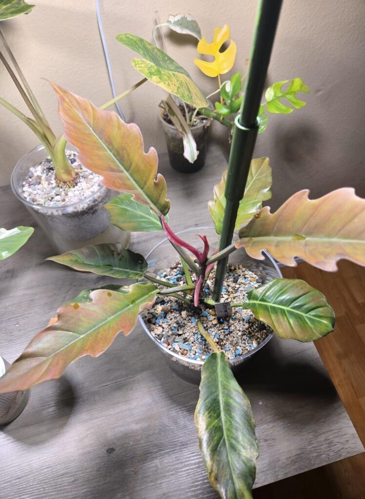 Is my Fire Tiger reverted?