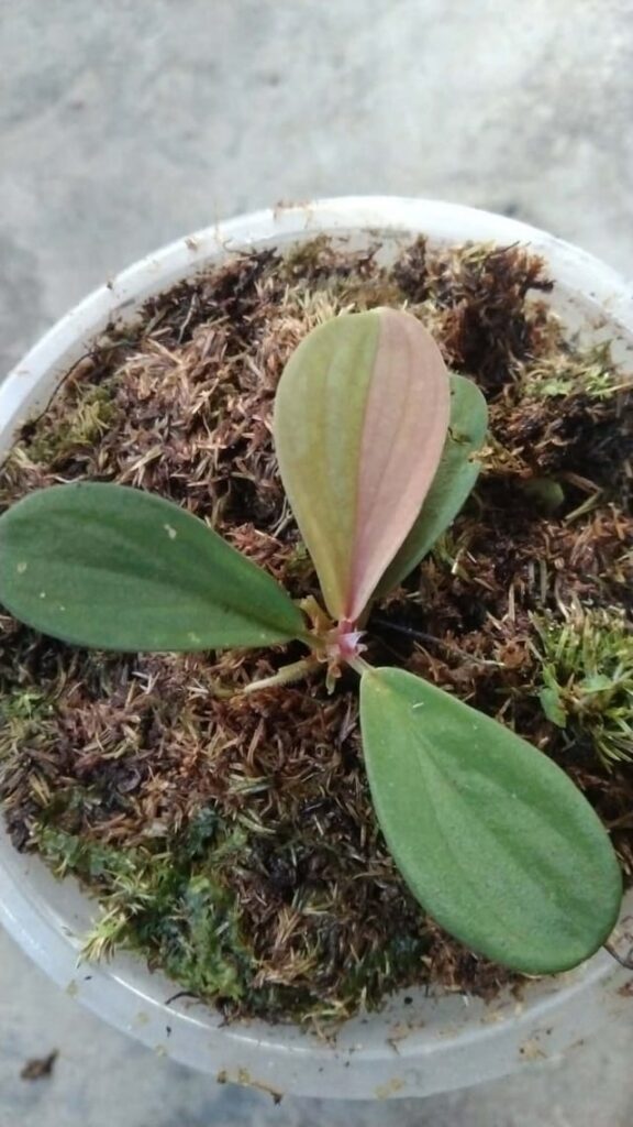 [Rare Variety] Homalomena Dolphin Pink Variegated