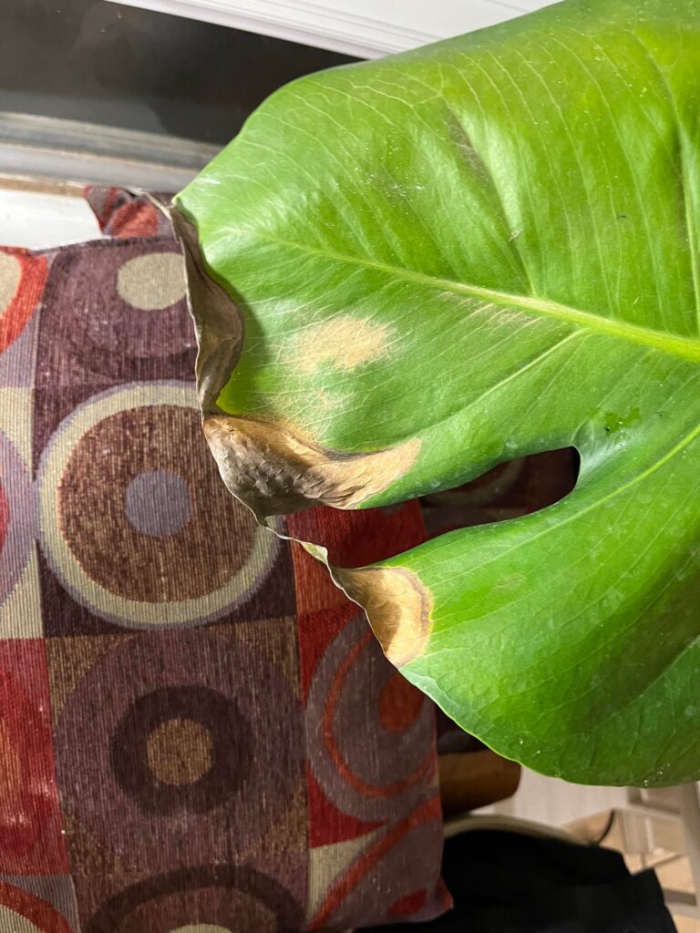 Why does my monsters look burnt and have holes ?