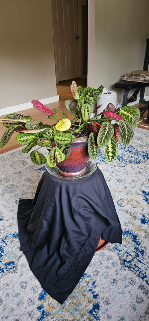 Old pot. New life!!!