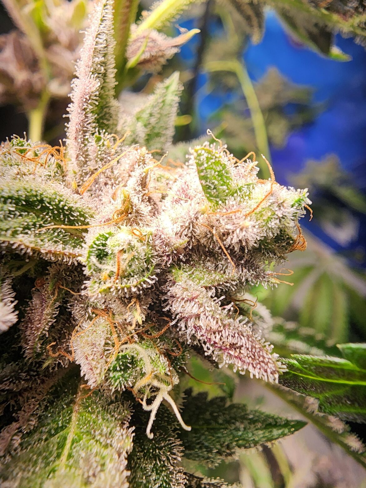 Moonfog humboldt seeds