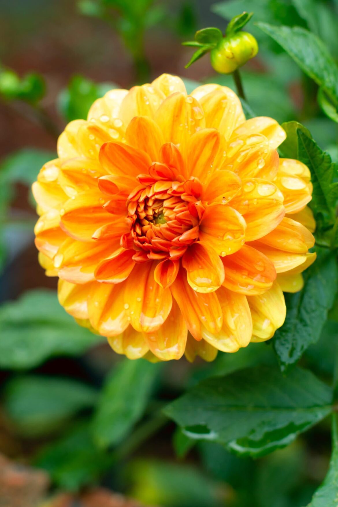 What is this dahlia?