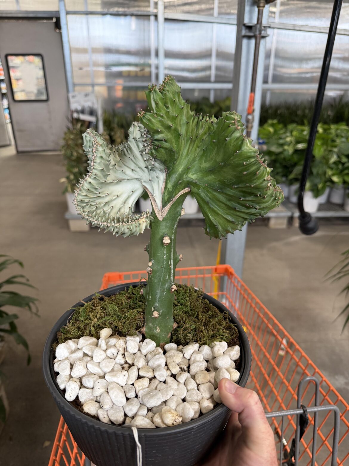 Home Depot find this morning!