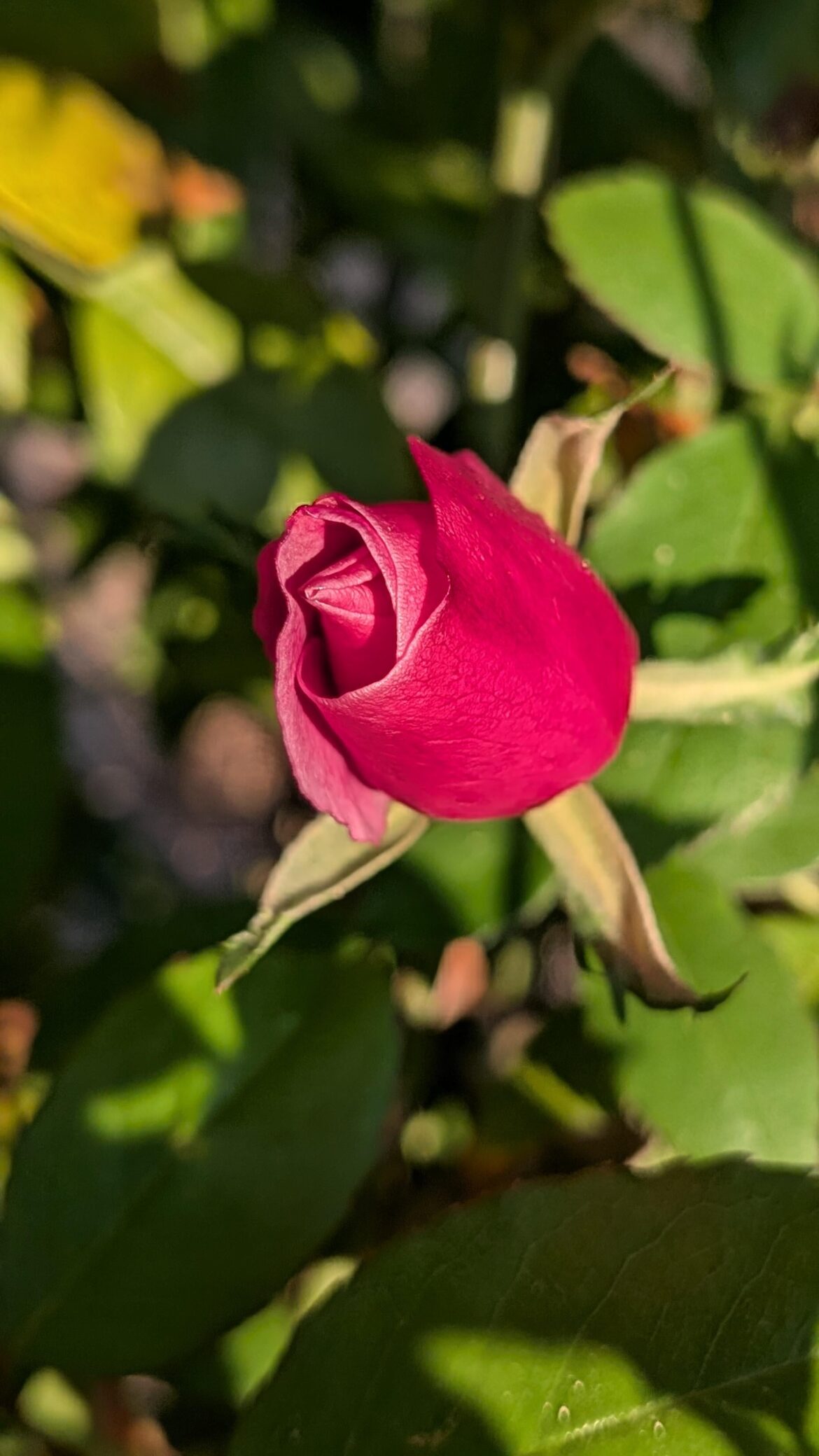 La prima rosa dell'anno