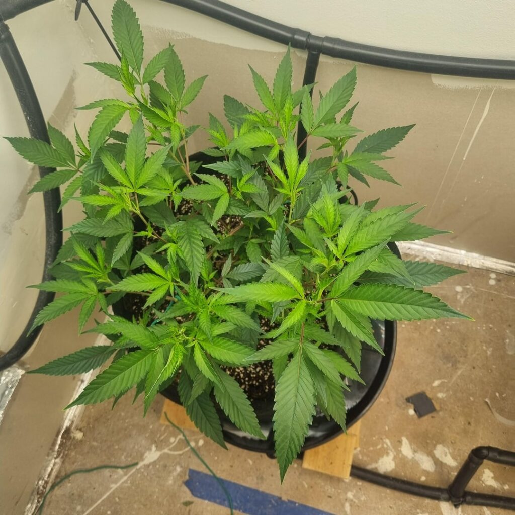 Friends, do we think this is nutes lockout or cal mag def?