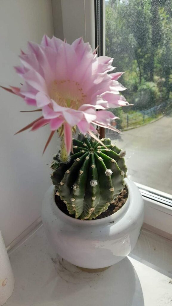 Is it normal to be obsessed with a tiny cutie cactus? 🌵