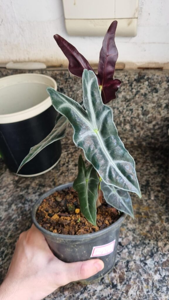 Got this little guy today! I suspect it's a Sanderiana/Nobilis, is this correct?