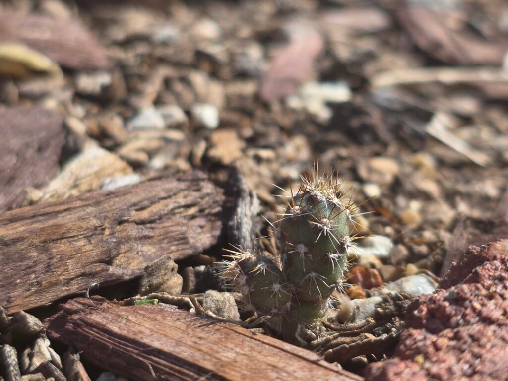 Baby cacti