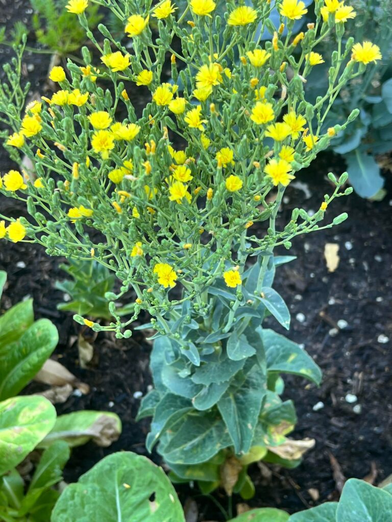 Planted in school garden