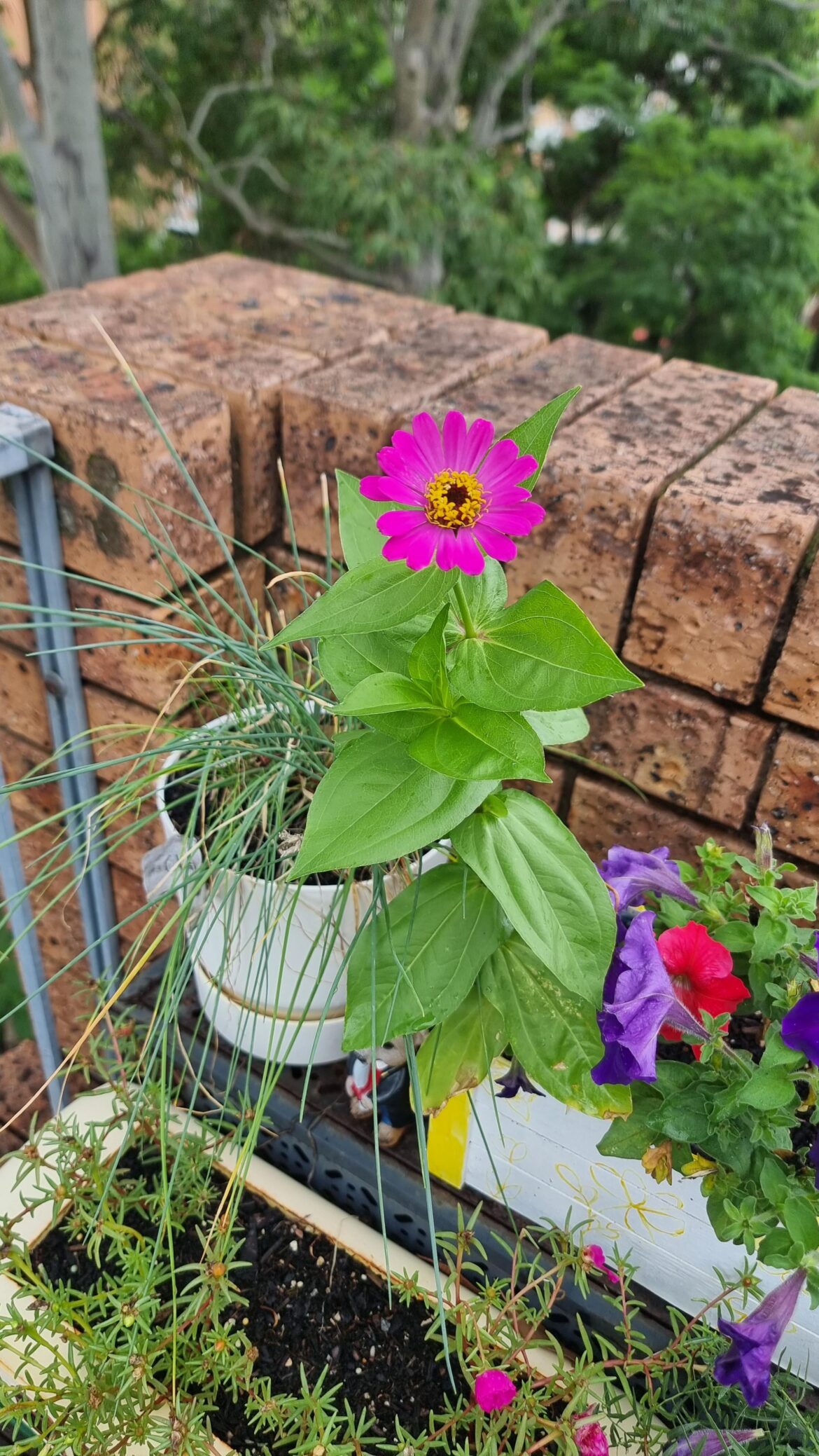 Flower Weed Identification