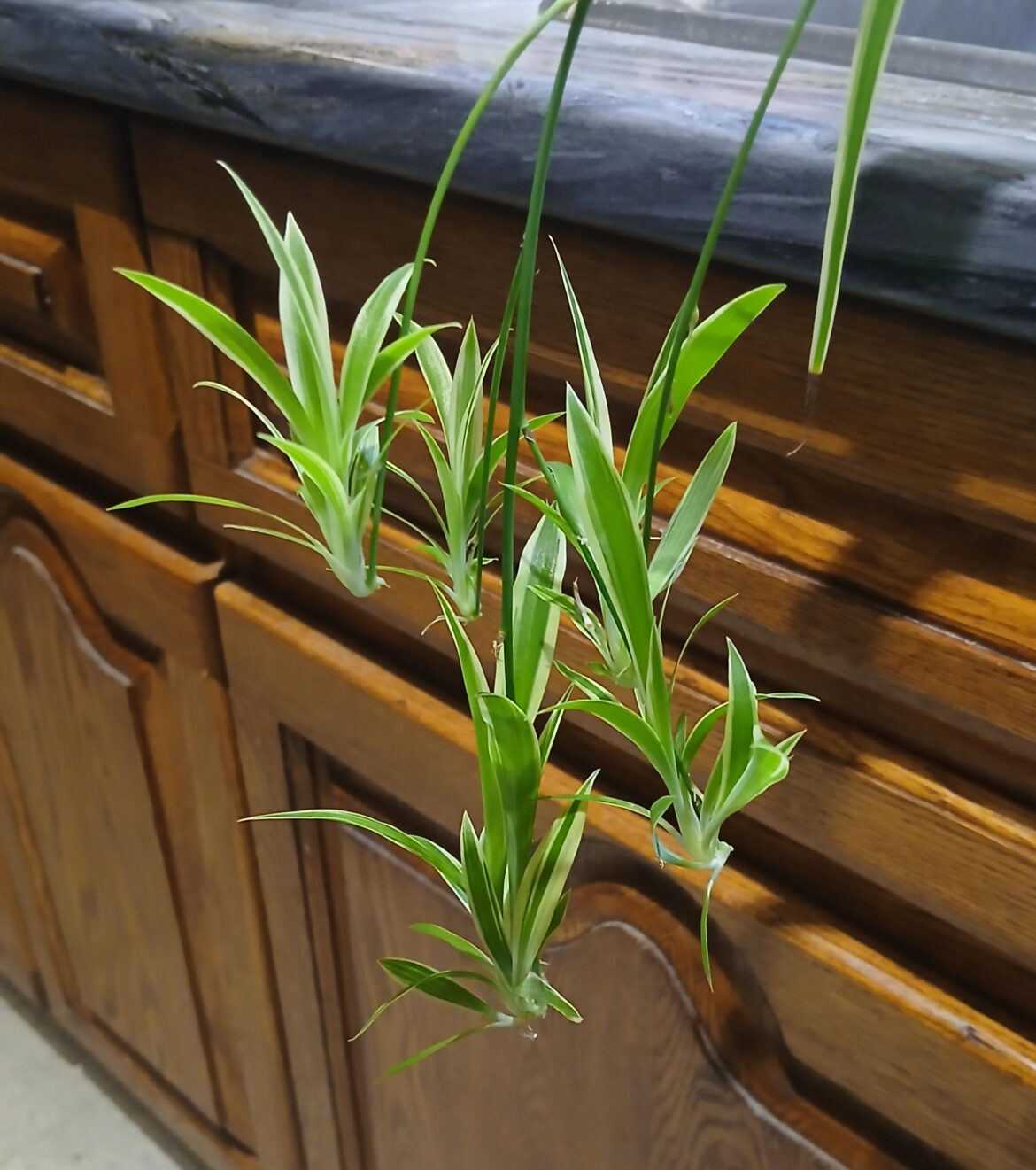 Spider plant