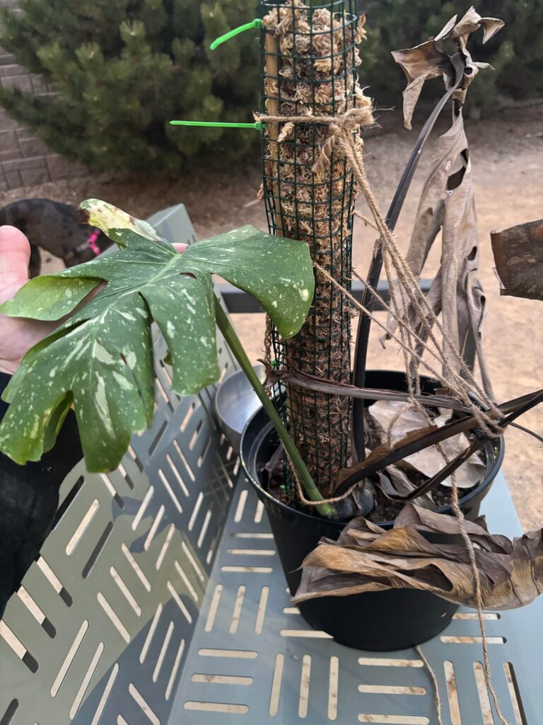 Found this guy abandoned, any chance of rescue?