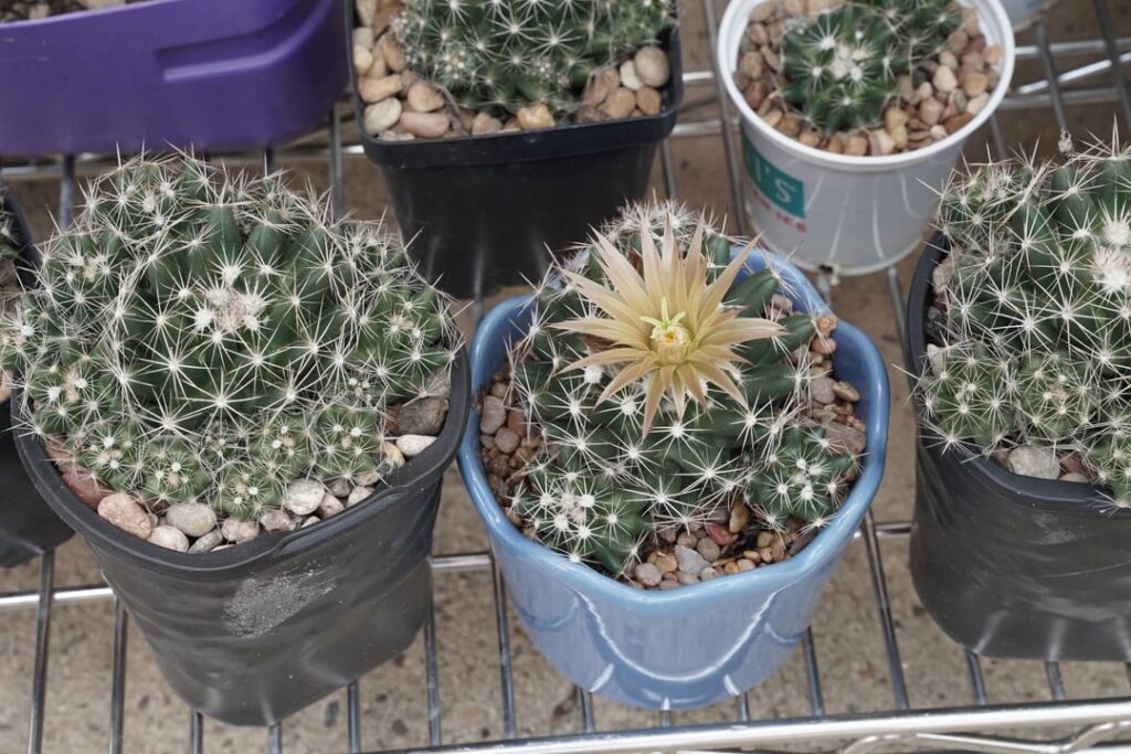 First pineapple cactus bloom of the year at my place